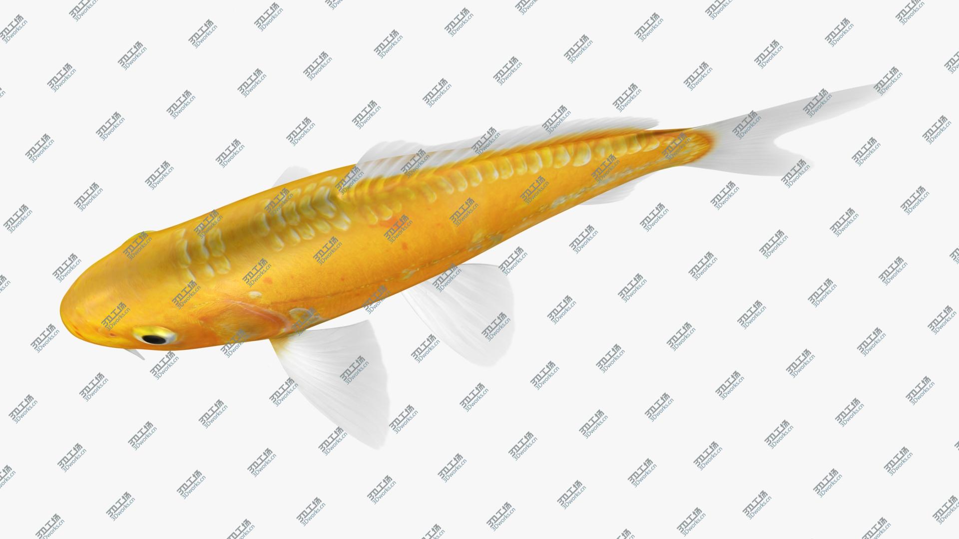 images/goods_img/202105071/3D Kigoi Koi Fish (Animated)/3.jpg
